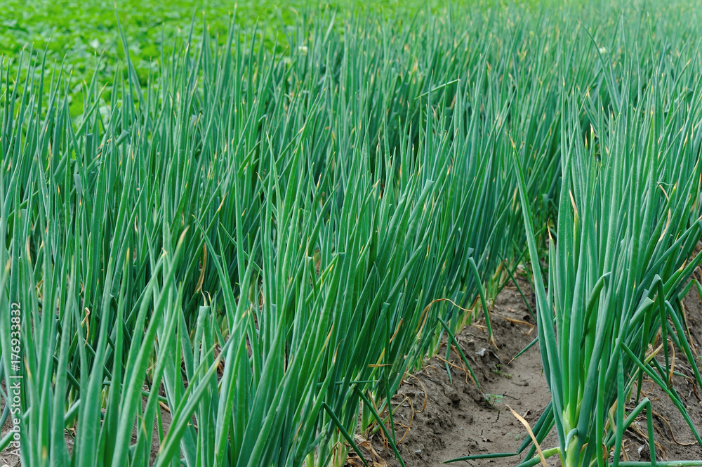 Obraz premium chinese cabbage and onion crops in growth at field