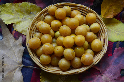 basket with berries of yellow plum on the table among colorful autumn leaves