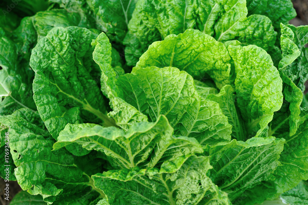 chinese cabbage crops in growth at field chinese cabbage crops in growth at field