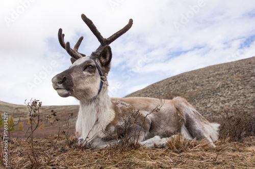 Portrait of a young reindeer sleeping on an autumn morning. Khuvsgol, Mongolia. photo