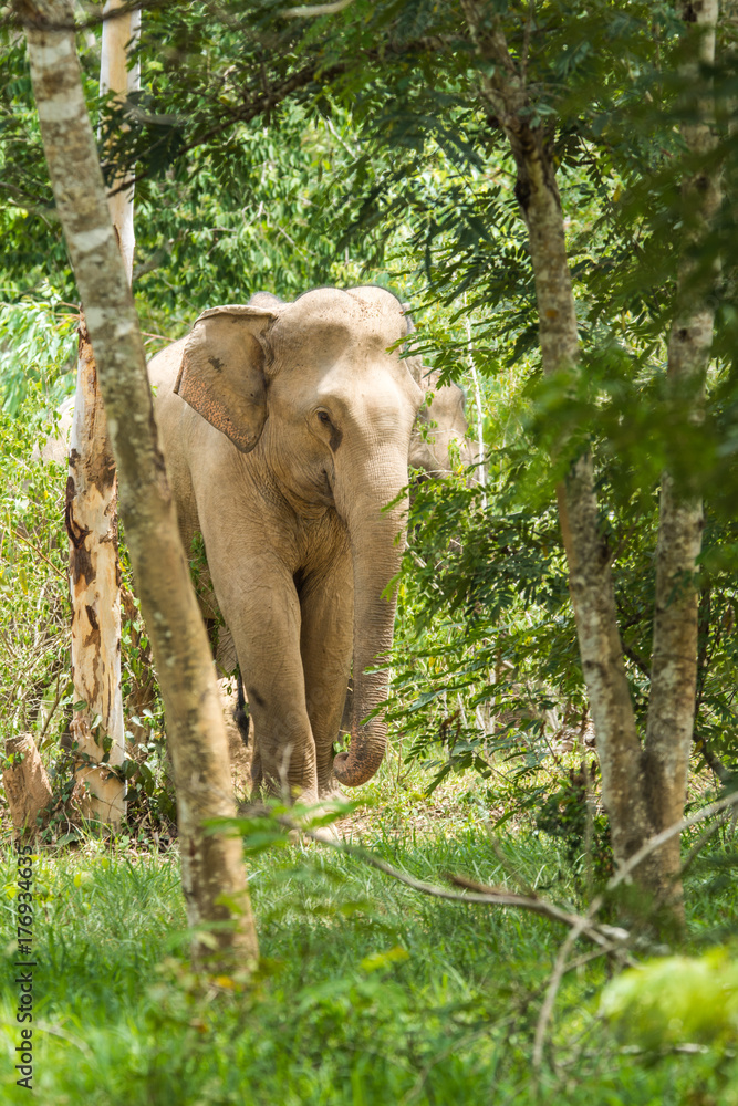 Fototapeta premium Wild elephant walking in forest