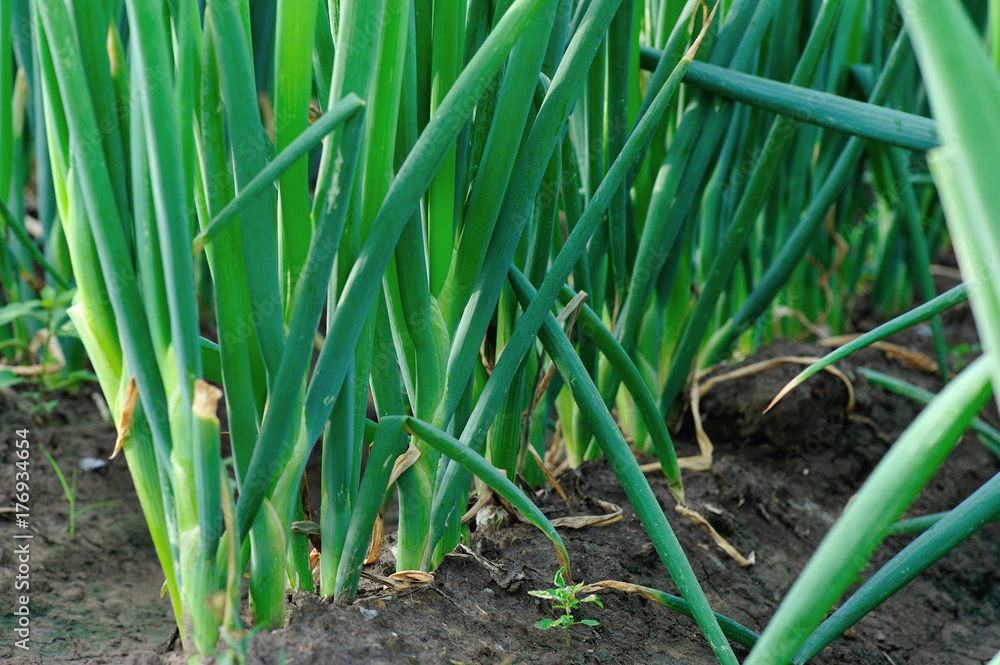Obraz premium green Chinese onion crops in growth at field