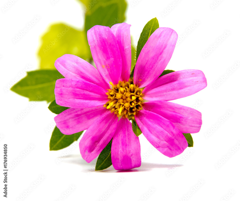 Beautiful daisy flowers isolated on background Beautiful daisy flowers isolated on background