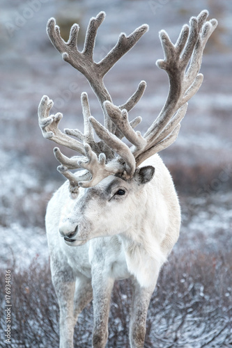 Portrait of a majestic white reindeer in its natural taiga habitat on a snowy day. Khuvsgol, Mongolia. photo