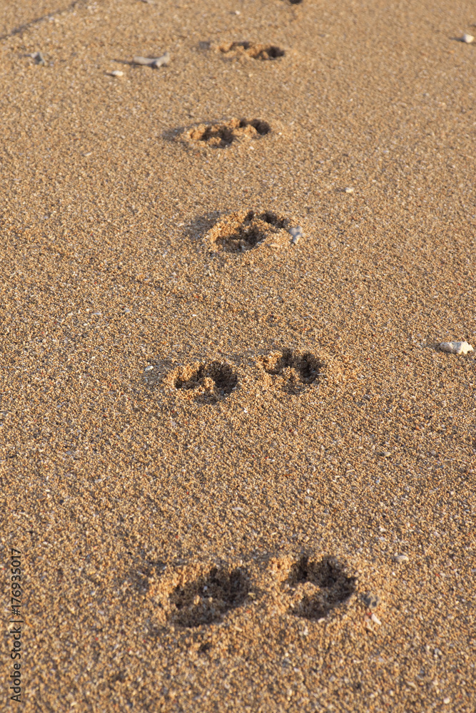 Footprints of dog on Sanur beach, Bali