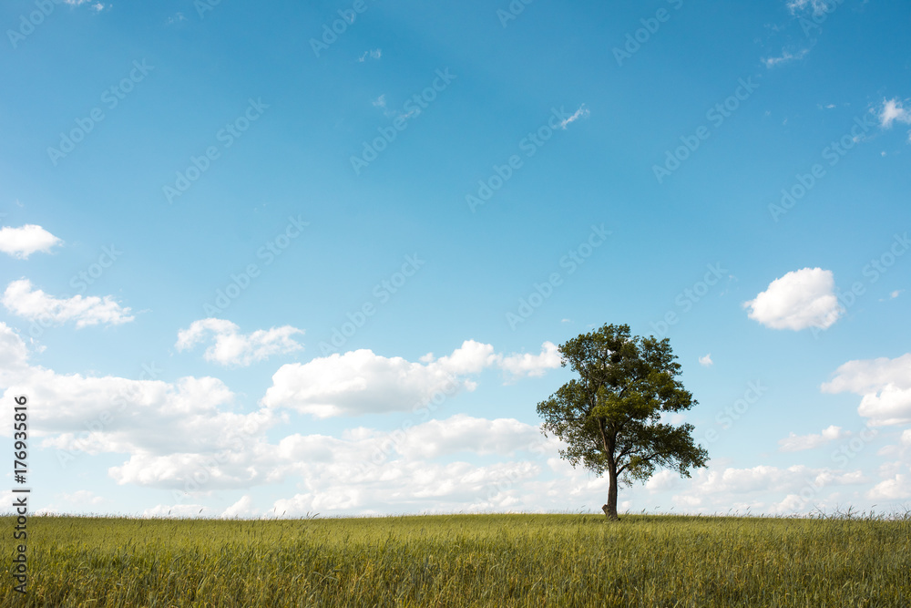 Big tree on green meadow, blue sky and white clouds Big tree on green meadow, blue sky and white clouds