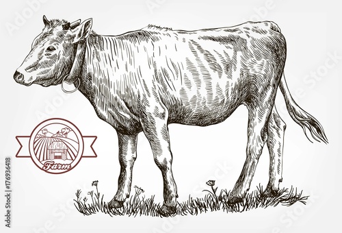breeding cow. animal husbandry. livestock