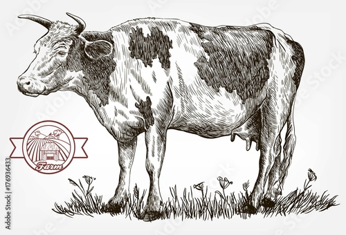 breeding cow. animal husbandry. livestock