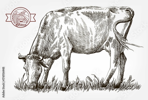 breeding cow. animal husbandry. livestock