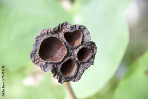Brown dry lotus pod tree on the tree in the lotus pot. This plant is an aquatic perennial. Under favorable circumstances its seeds may remain viable for many years.