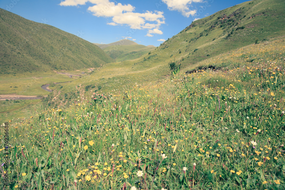 beautiful small flowers and green grass on summer mountains under blue sky landscape beautiful small flowers and green grass on summer mountains under blue sky landscape