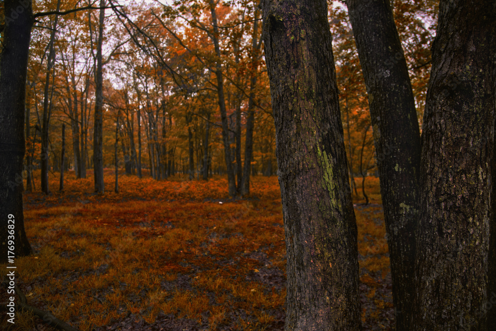 Fototapeta premium forests of autumn, trees and dry leaves