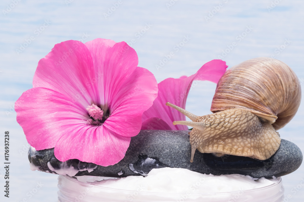 flower with a snail and its mucus for a cream for skin and spa procedures