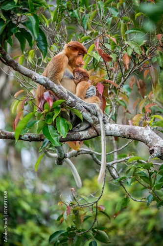 Proboscis monkey baby sucks its mother's breast milk. Female proboscis monkey with a cub on the tree in a natural habitat. Long-nosed monkey. Rainforest of Island Borneo. Indonesia