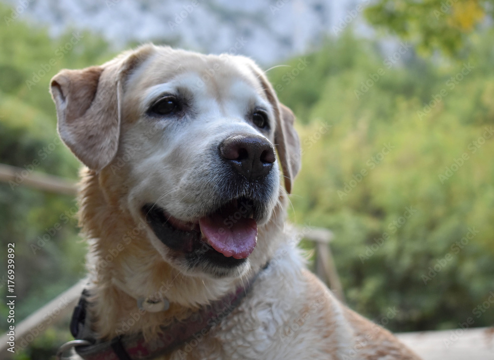 Portrait of cream labrador retriever dog in the nature