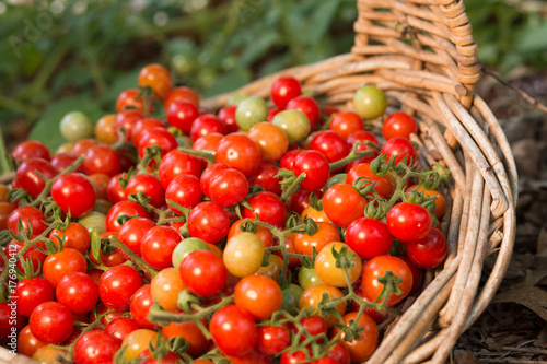 Home grown Cherry Tomatoes photo