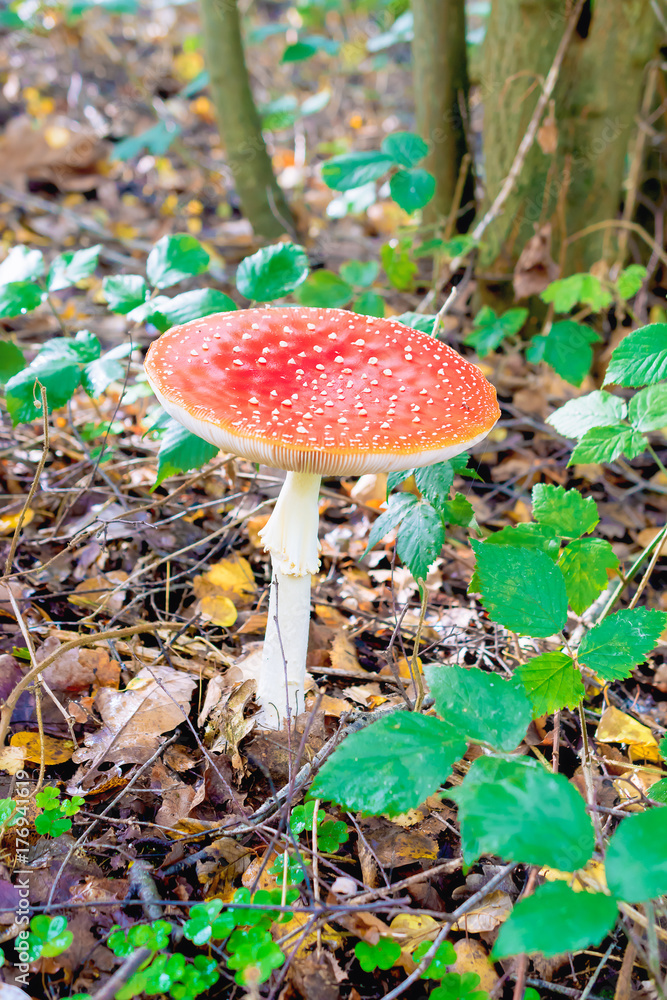 Toxic red mushroom growing in the forest under a tree. Autumn theme.