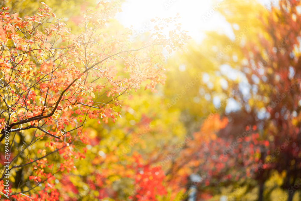Sunny autumn day in the park, colorful tree leaves Sunny autumn day in the park, colorful tree leaves