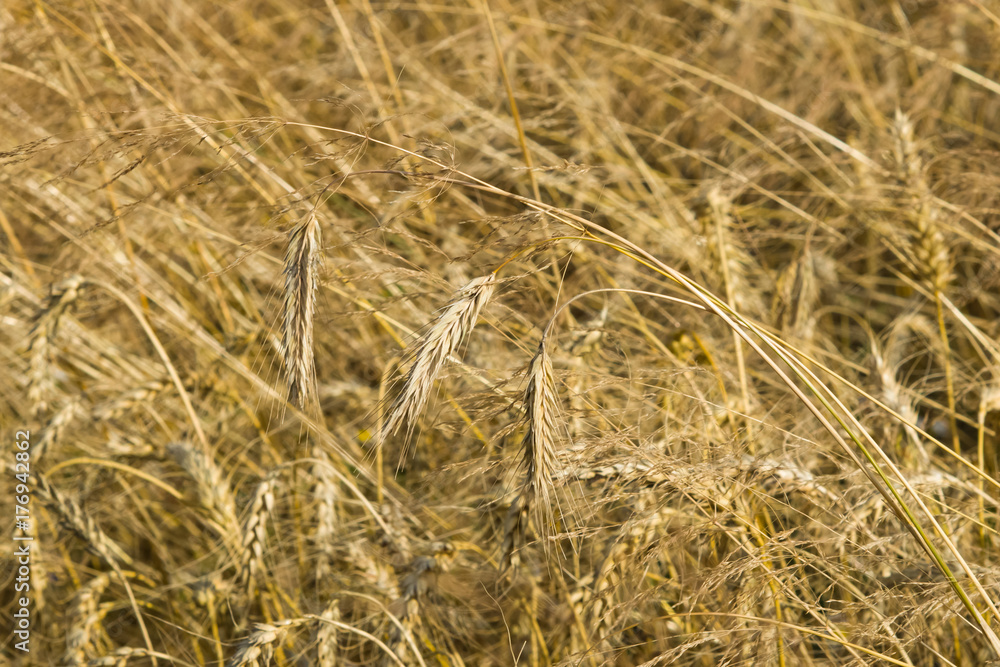 Fototapeta premium Field of rye with ears close-up background, selective focus, shallow DOF