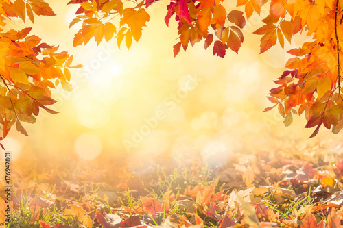 Sunny autumn day with fallen colorful leaves background