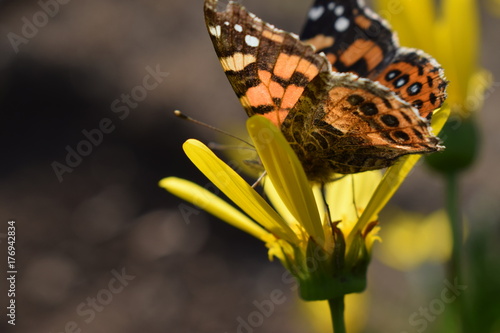 Mariposa en Flro photo