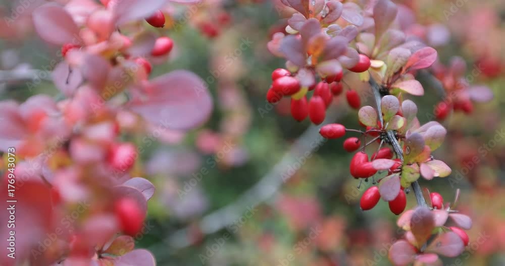 Season of beautiful autumn leaves and red small fruits. Nature background. Season of beautiful autumn leaves and red small fruits. Nature background.