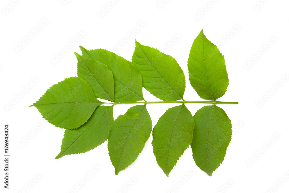 Green leaf Green leaf