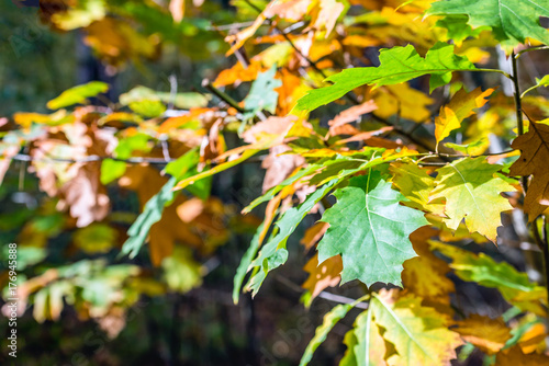 Some still green oak leaves