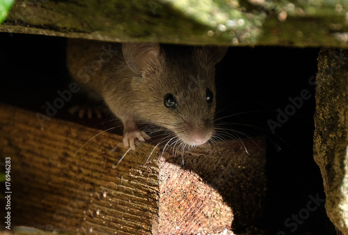 Mouse feeding on scone in house garden. photo