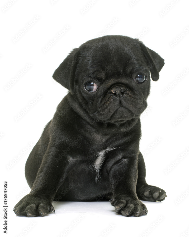puppy black pug