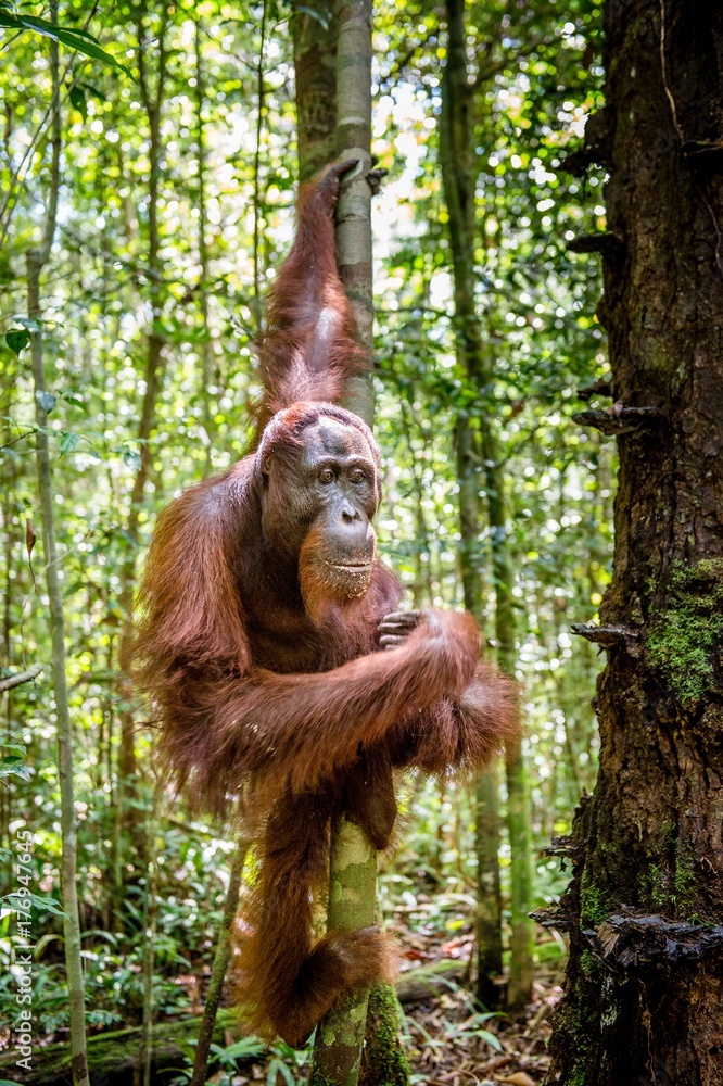 Naklejka premium Young male of Bornean Orangutan./ Bornean orangutan in the wild nature. Rainforest of Island Borneo. Indonesia.