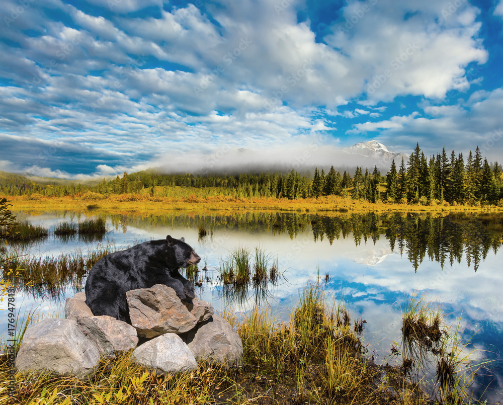 Fototapeta premium Black bear baribal rests on the rocks