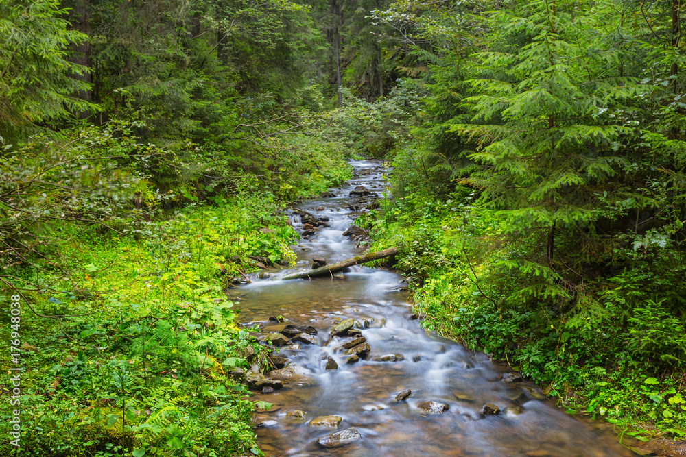 Obraz premium small river flow through a mountain forest