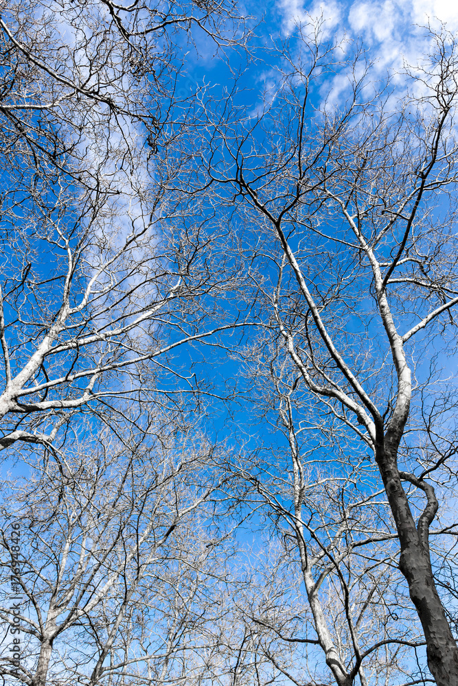 dry trees with beautiful blue sky and white clouds dry trees with beautiful blue sky and white clouds