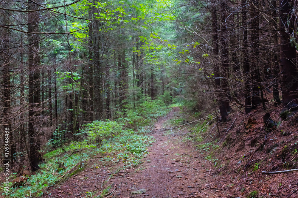 Fototapeta premium road through a wet pine forest