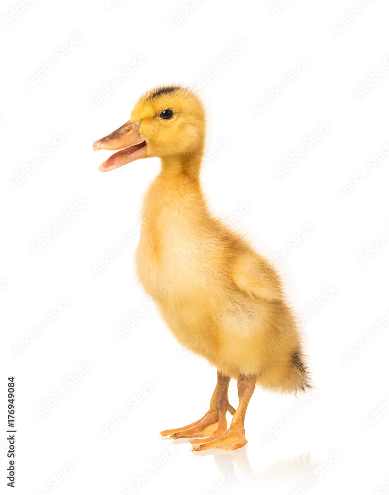 Cute little duckling