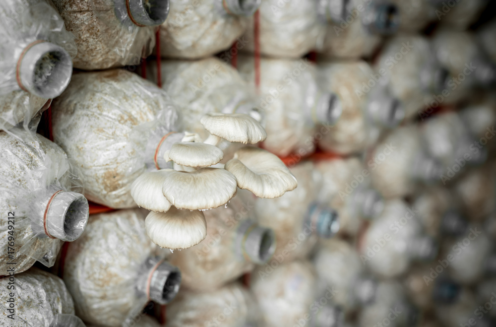 The cultivation of mushrooms The cultivation of mushrooms