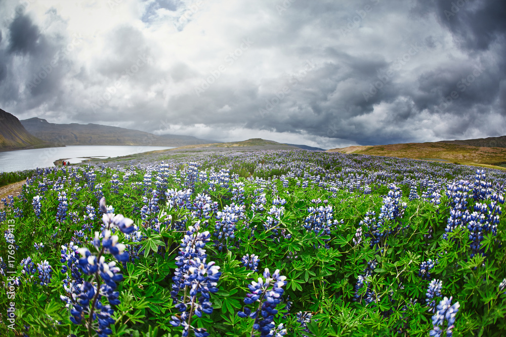 Beautiful Icelandic landscape with field of lupins in the foreground and the mountains and the fjords and the ocean in the background Beautiful Icelandic landscape with field of lupins in the foreground and the mountains and the fjords and the ocean in the background