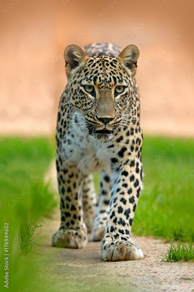 Obraz premium Persian leopard or Central Asian Caucasian leopard, Panthera pardus saxicolor, face portrait of wild big cat. Wildlife scene from Arabia nature. Leoprad walking.