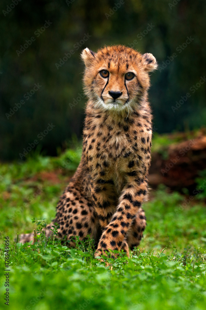 Fototapeta premium Cub of Cheetah. Cheetah, Acinonyx jubatus, detail portrait of wild cat, Fastest mammal on land, in grass, Namibia, Africa. Cute young wild cat in nature. Pup in the forest.