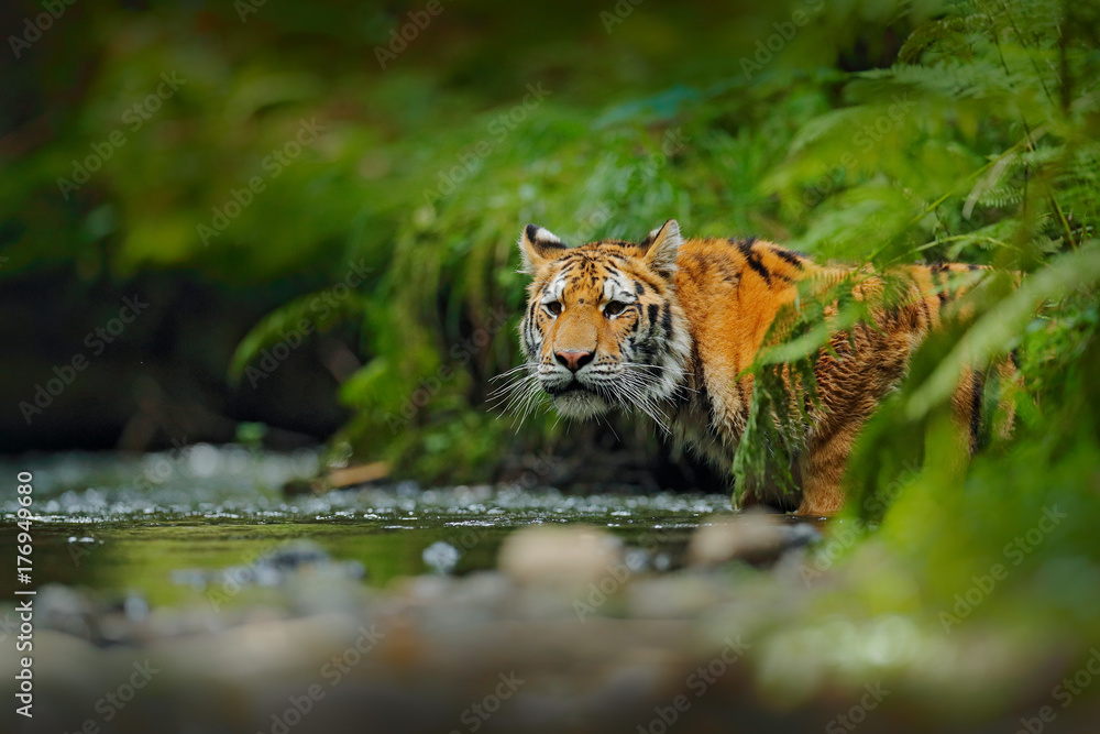 Naklejka premium Amur tiger walking in river water. Danger animal, tajga, Russia. Animal in green forest stream. Grey stone, river droplet. Siberian tiger splash water. Tiger wildlife scene, wild cat, nature habitat.