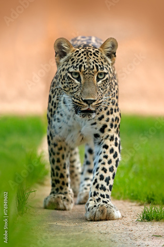 Persian leopard or Central Asian Caucasian leopard, Panthera pardus saxicolor, face portrait of wild big cat. Wildlife scene from Arabia nature. Leoprad walking. photo