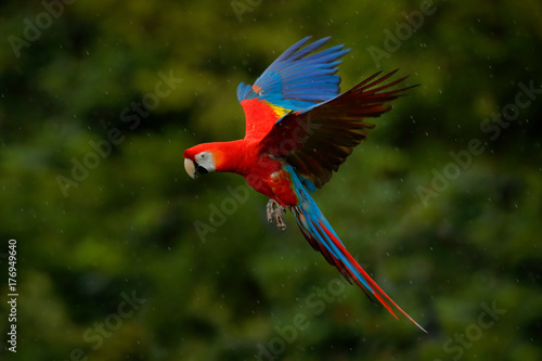 Parrot flight. Red parrot in rain. Macaw parrot fly in dark green vegetation. Scarlet Macaw, Ara macao, in tropical forest, Costa Rica. Wildlife scene from tropic nature. Red bird in the forest. © ondrejprosicky