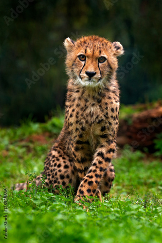 Cub of Cheetah. Cheetah, Acinonyx jubatus, detail portrait of wild cat, Fastest mammal on land, in grass, Namibia, Africa. Cute young wild cat in nature. Pup in the forest.