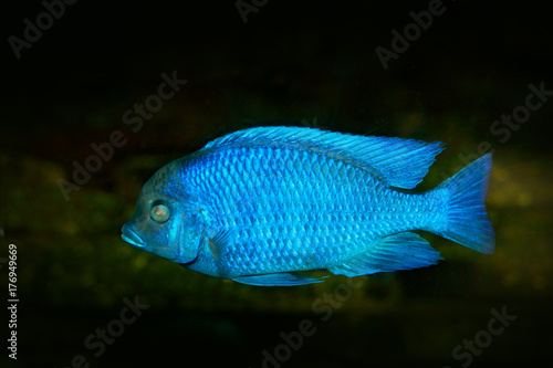 Copadichromis borleyi, cichlid fish endemic Lake Malawi in East Africa. Blue fish in the water. Fishkeeping hobby specie of fish. Dark water with animal