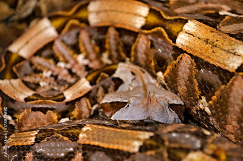 The Gaboon viper, Bitis gabonica, Congo, Africa. World's longest snakes, art view on nature. Python in nature habitat, India, Thailand. Snake from forest, hidden head. Wildlife scene. Art view.