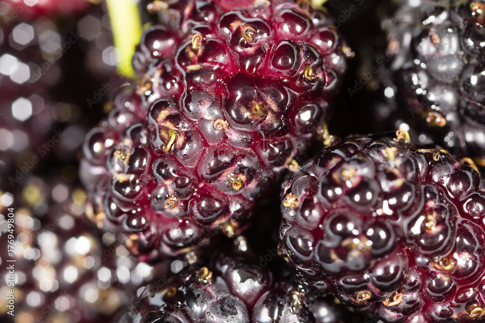 black mulberry berry as a background black mulberry berry as a background