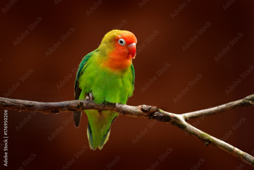 Fototapeta premium Nyasa Lovebird or Lilian's lovebird, Agapornis lilianae, green exotic bird sitting on the tree, Namibia, Africa. Beautiful parrot in the nature habitat. Brown clear background. Bird in wild nature.