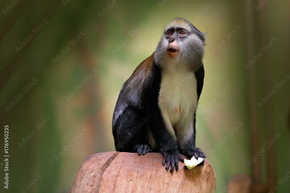 Naklejka premium Campbell's mona monkey or Campbell's guenon monkey, Cercopithecus campbelli, in nature habitat. Animal forest. PRimate from Ivory Coast, Gambia, Ghana, Guinea, Guinea-Bissau, Liberia, Senegal, Africa
