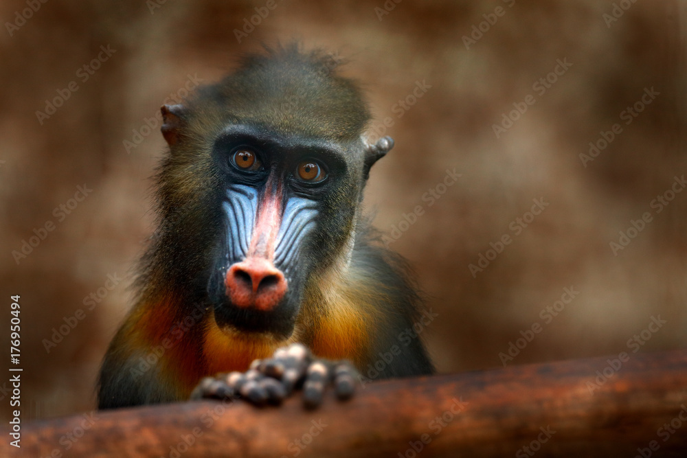 Obraz premium Mandrill, Mandrillus sphinx, primate monkey, sitting on tree branch in dark tropic forest. Animal in nature habitat, in forest. Detail portrait of monkey from central Africa, forest in Gabon.